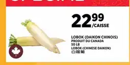 Kim Phat LOBOK (CHINESE DAIKON) offer