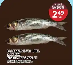 Kim Phat FRESH WHOLE MULLET offer