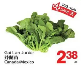 T&T Supermarket Gai Lan Junior offer