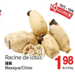 T&T Supermarket RACINE DE LOTUS offer