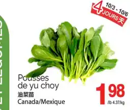 T&T Supermarket POUSSES DE YU CHOY offer