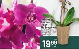 Metro ORCHIDÉE CASCADE 1 TIGE MA BOUQUETERIE | MA BOUQUETERIE 1 STEM CASCADE ORCHID offer