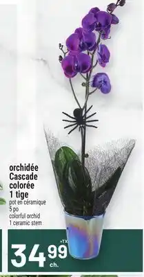 Metro ORCHIDÉE CASCADE COLORÉE 1 TIGE | COLORFUL ORCHID 1 CERAMIC STEM offer