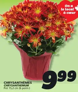 IGA CHRYSANTHEMUM offer