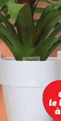 IGA BROMELIACE offer