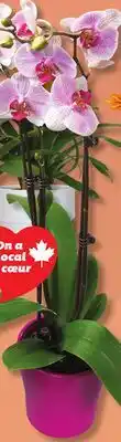 IGA ORCHID offer