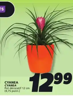 IGA CYANEA offer
