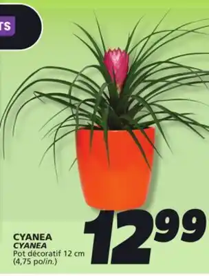 IGA CYANEA offer