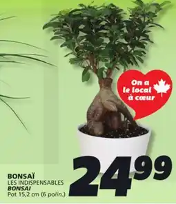 IGA LES INDISPENSABLES BONSAI offer