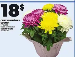 Provigo COSMO MUM, 8 POUCES offer