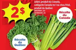 Maxi CÉLERI offer