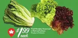 Longo's Fresh Romaine, Green Leaf or Red Leaf Lettuce offer