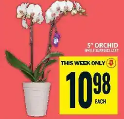 Food Basics 5 Orchid offer