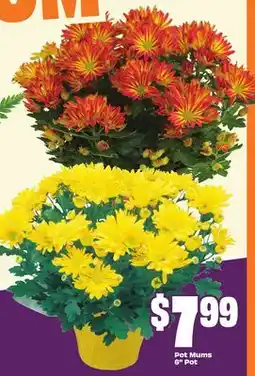 FreshCo Pot Mums 6 Pot offer