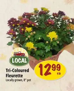 Farm Boy Tri-Coloured Fleurette offer