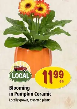 Farm Boy Blooming in Pumpkin Ceramic offer