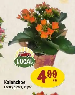 Farm Boy Kalanchoe offer
