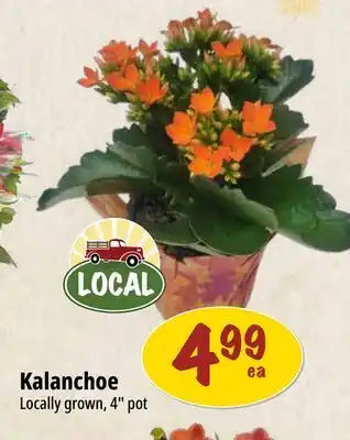 Farm Boy Kalanchoe offer