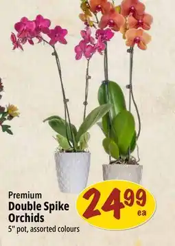 Farm Boy Premium Double Spike Orchids offer