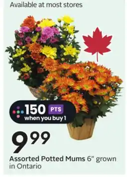 Sobeys Assorted Potted Mums offer