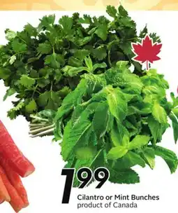 Sobeys Cilantro or Mint Bunches offer