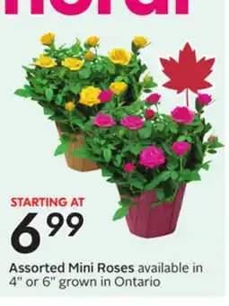 Sobeys Assorted Mini Roses offer