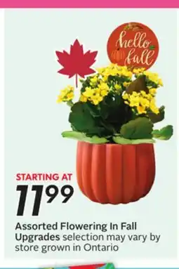 Sobeys Assorted Flowering In Fall Upgrades offer