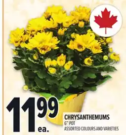 Metro CHRYSANTHEMUMS offer