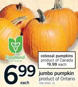 Fortinos JUMBO PUMPKIN offer