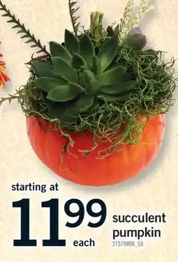 Fortinos SUCCULENT PUMPKIN offer