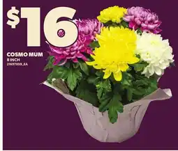 Loblaws COSMO MUM, 8 INCH offer