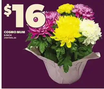 Loblaws COSMO MUM, 8 INCH offer