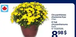 Walmart 9 Fall chrysanthemums offer