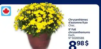 Walmart 9 Fall chrysanthemums offer