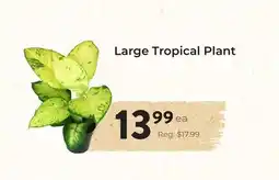 Marche Leo's Large Tropical Plant offer