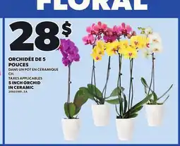 Provigo 5 INCH ORCHID IN CERAMIC offer
