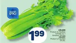 Marché Bonichoix CELERY offer