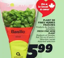 IGA FRESH FINE HERB PLANT offer