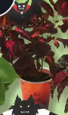 IGA CREEPY PLANTS offer