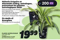 IGA ASTROLOGICAL PLANT offer