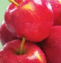 IGA GALA APPLES offer