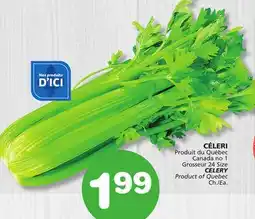 Marches Tradition CELERY offer