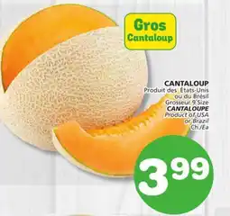 Marches Tradition CANTALOUPE offer