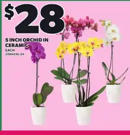 Loblaws 5 INCH ORCHID IN CERAMIC offer