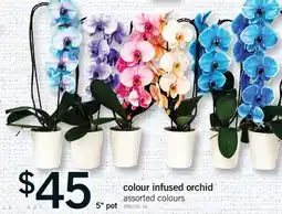 Fortinos COLOUR INFUSED ORCHID offer