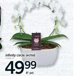 Fortinos INFINITY CIRCLE ORCHID offer