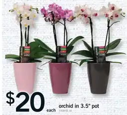 Fortinos ORCHID IN 3.5 POT offer