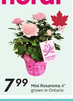 Sobeys Mini Rosaroma offer