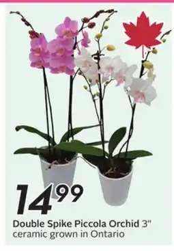 Sobeys Double Spike Piccola Orchid offer