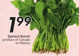 Sobeys Spinach Bunch offer